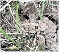 FWP Requests You be on the Lookout For  Greater Short-Horned Lizards