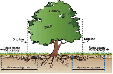 Fall Watering