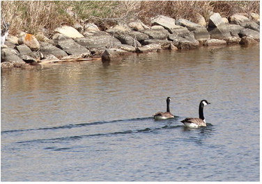 MAKING A WAKE IN WHITETAIL ….