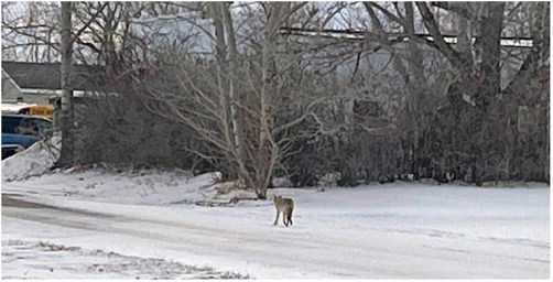 COYOTE OUT FOR A CHRISTMAS ….